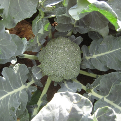 Picture of Calabrese (Broccoli) Green Magic F1